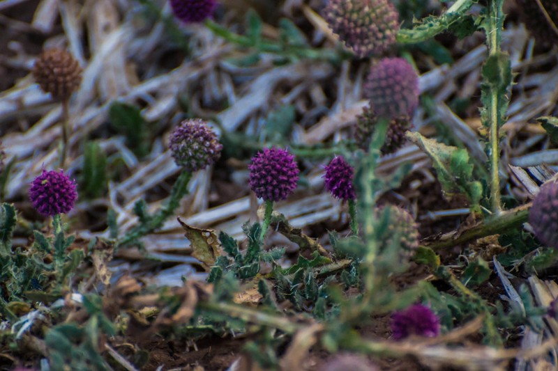 Sphaeranthus indicus photo 7