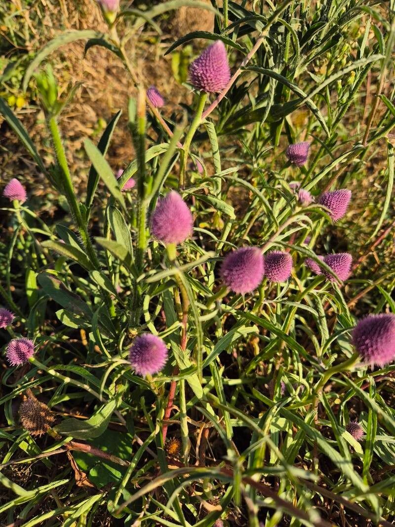 Sphaeranthus kirkii