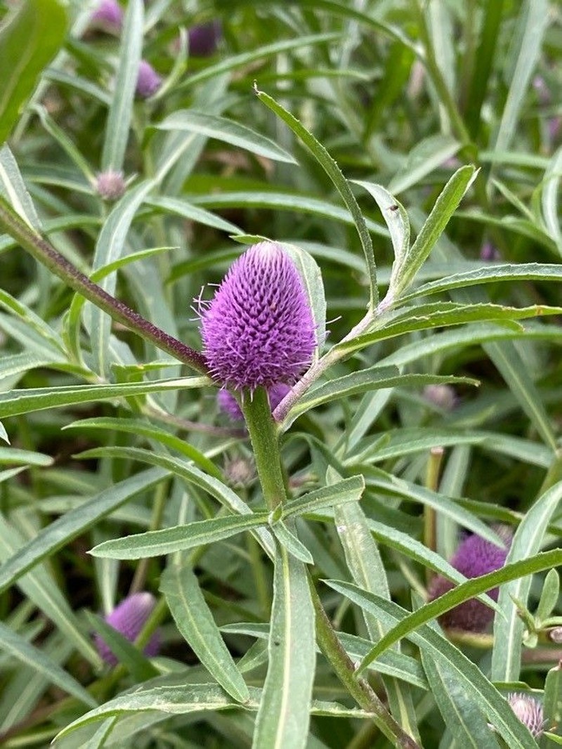 Sphaeranthus kirkii photo 3