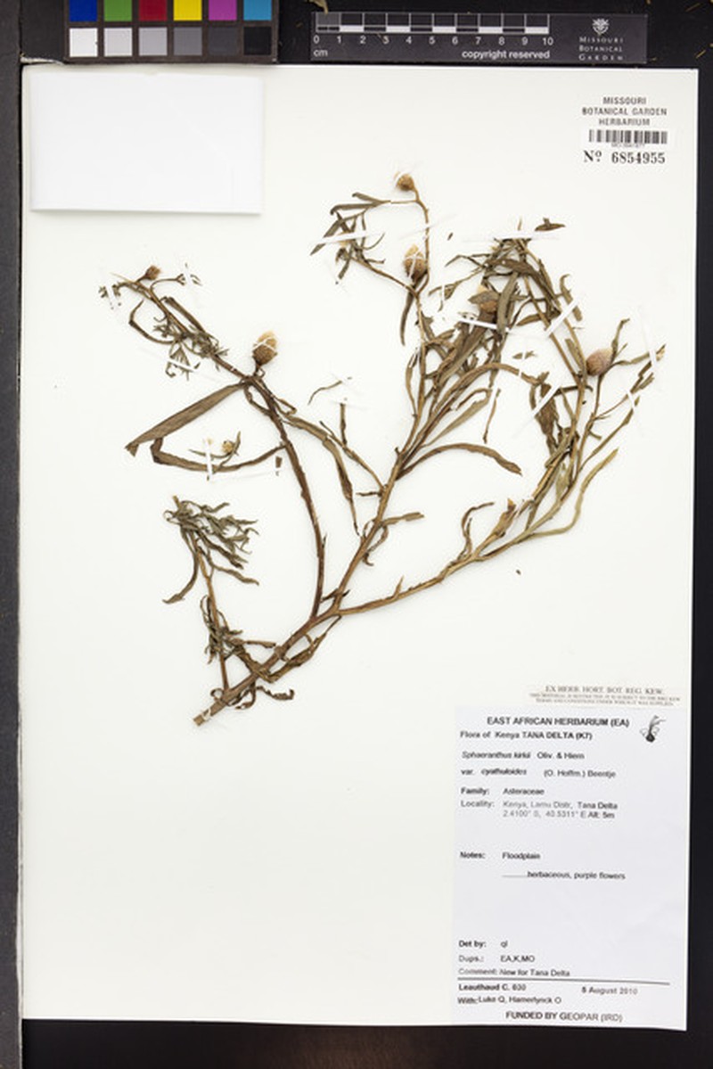 Sphaeranthus kirkii photo 4