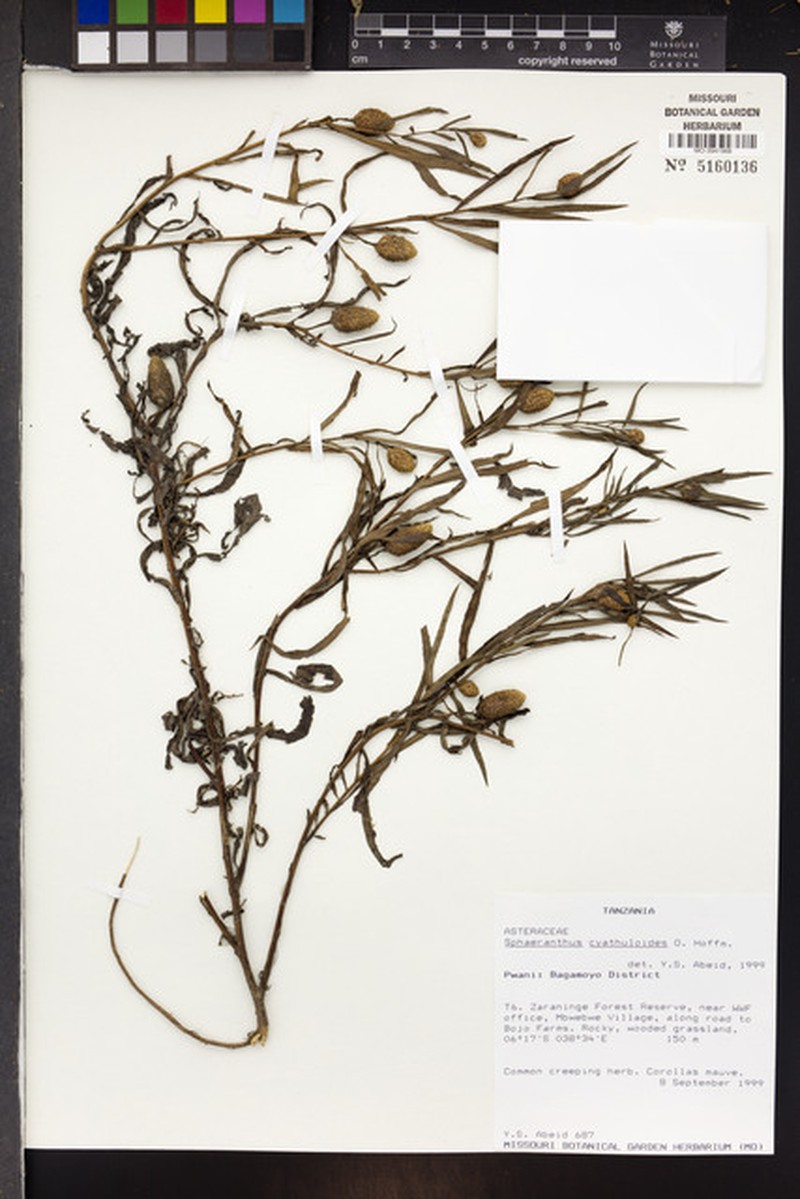 Sphaeranthus kirkii var. cyathuloides photo 2