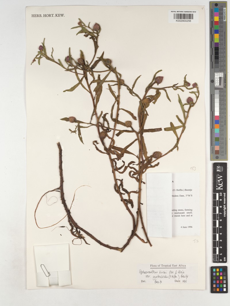 Sphaeranthus kirkii var. cyathuloides photo 3