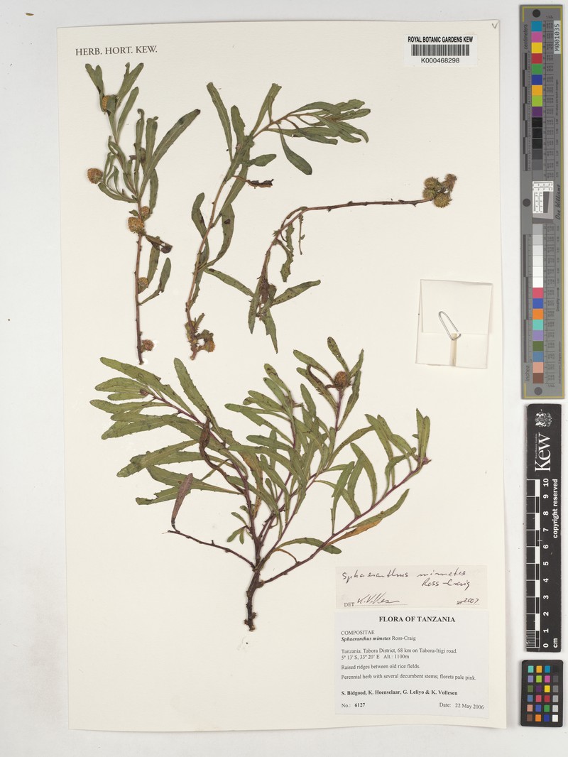 Sphaeranthus mimetes
