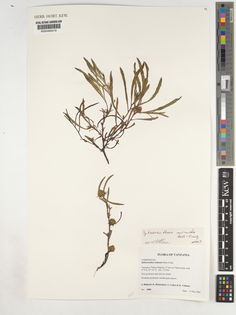 Sphaeranthus mimetes photo 2