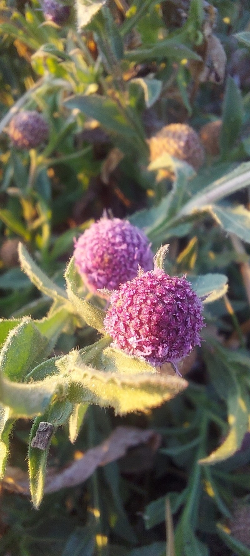 Sphaeranthus peduncularis
