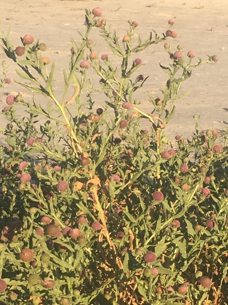 Sphaeranthus peduncularis photo 2