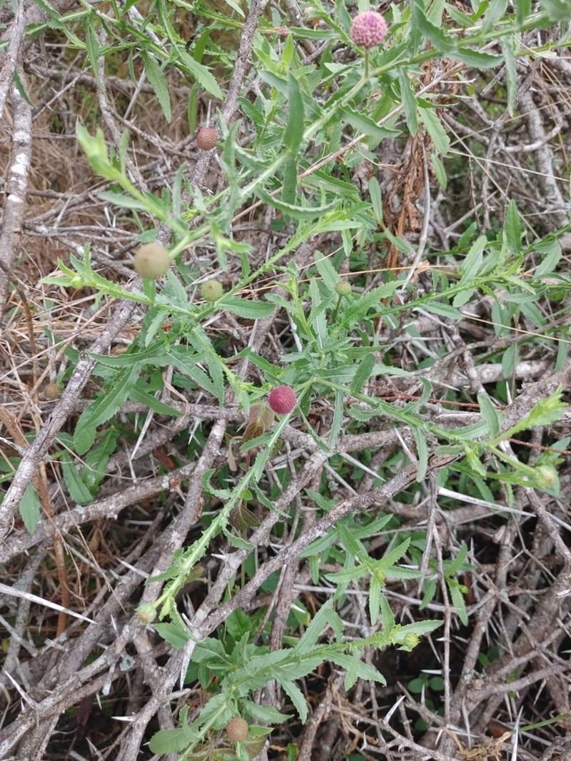 Sphaeranthus peduncularis photo 3
