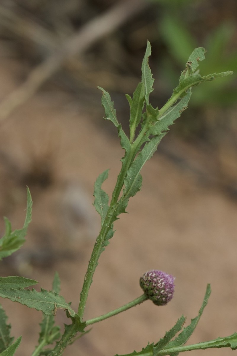 Sphaeranthus peduncularis photo 4