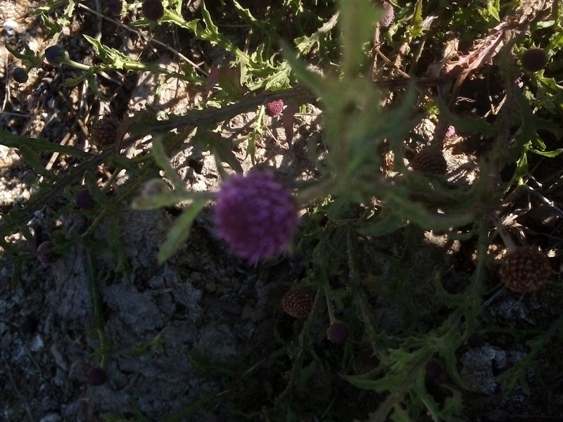 Sphaeranthus peduncularis photo 5