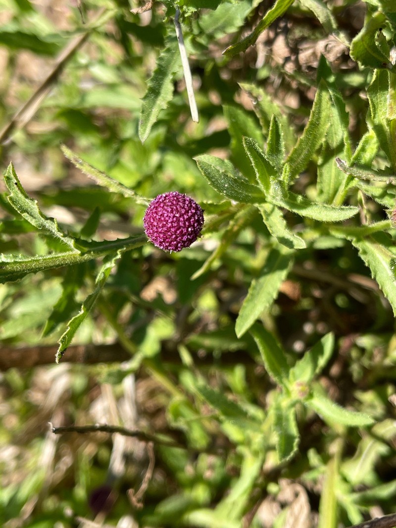 Sphaeranthus peduncularis photo 6