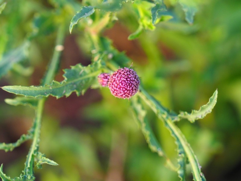 Sphaeranthus peduncularis photo 7