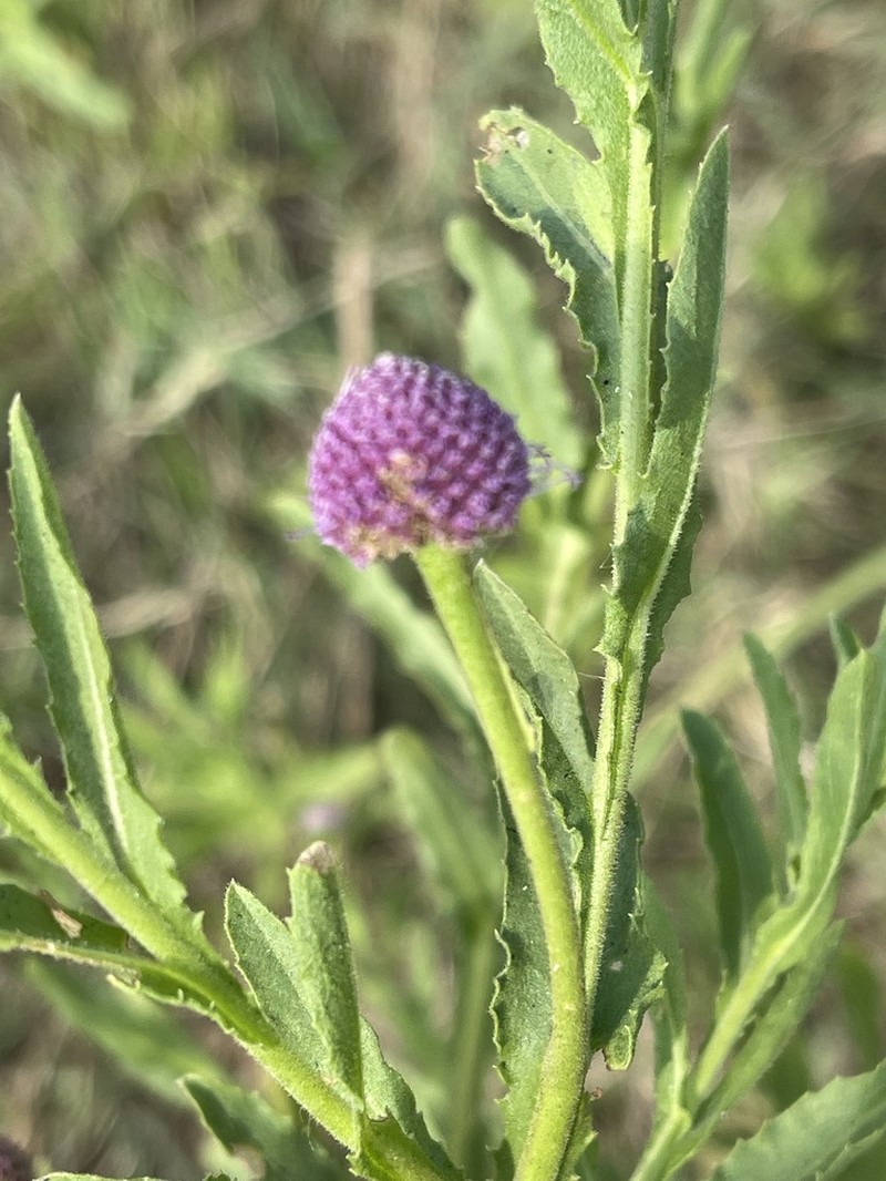Sphaeranthus peduncularis photo 8