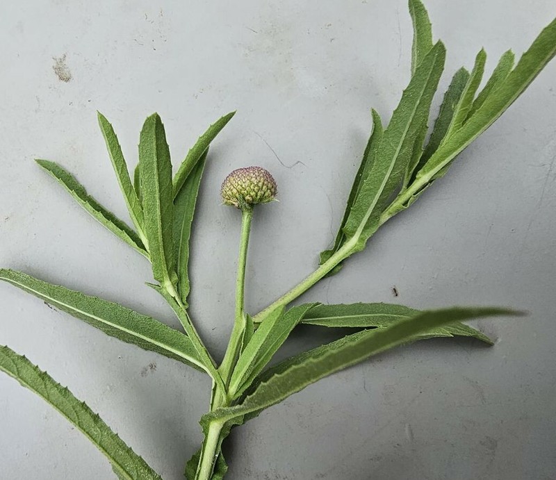 Sphaeranthus peduncularis subsp. peduncularis