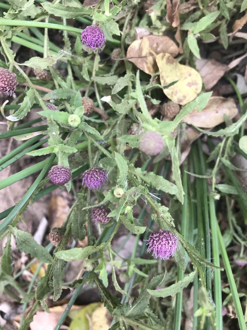 Sphaeranthus peduncularis subsp. peduncularis photo 2