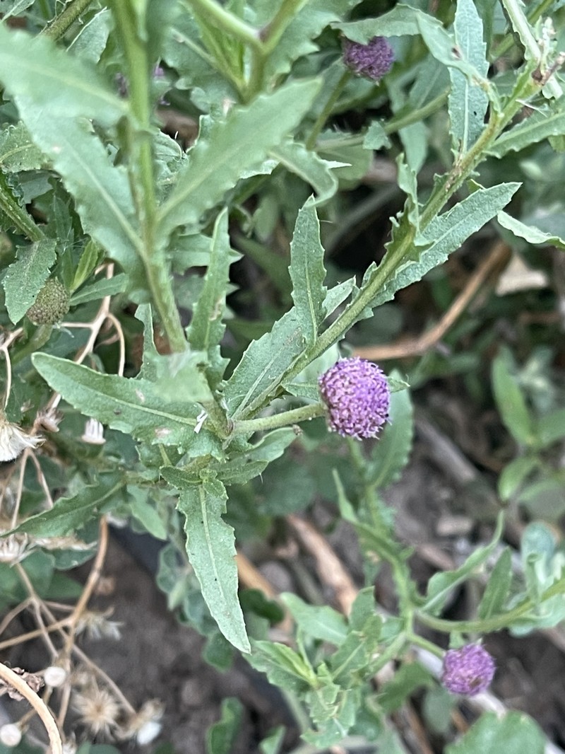 Sphaeranthus peduncularis subsp. peduncularis photo 4