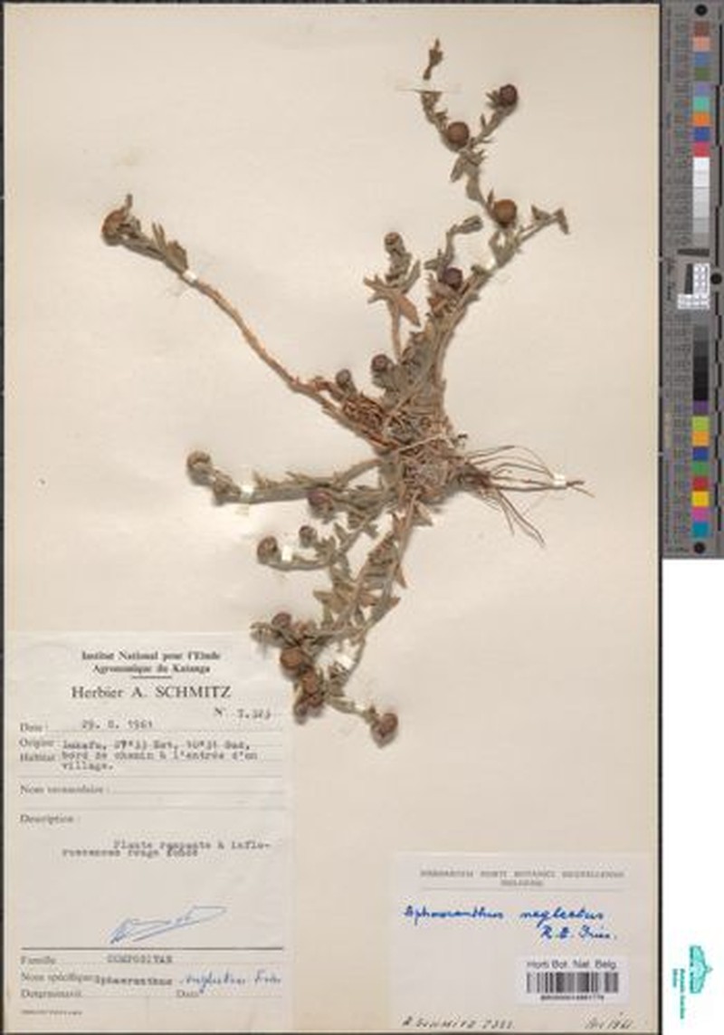Sphaeranthus peduncularis subsp. rogersii