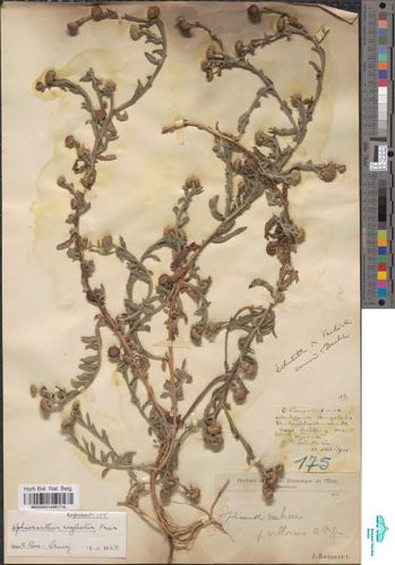 Sphaeranthus peduncularis subsp. rogersii photo 2