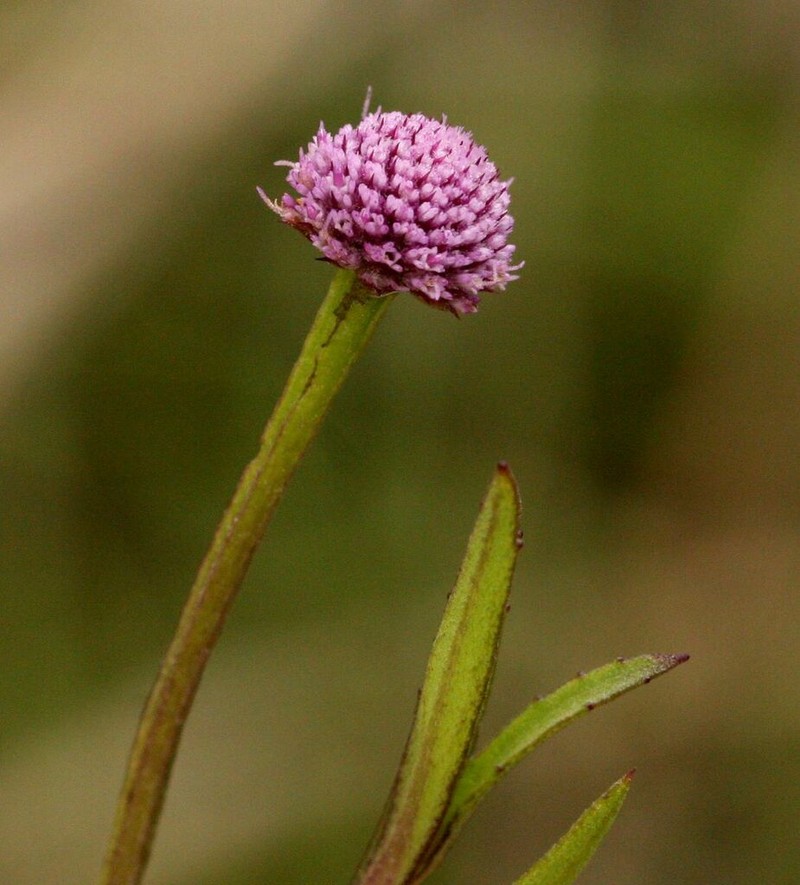 Sphaeranthus randii