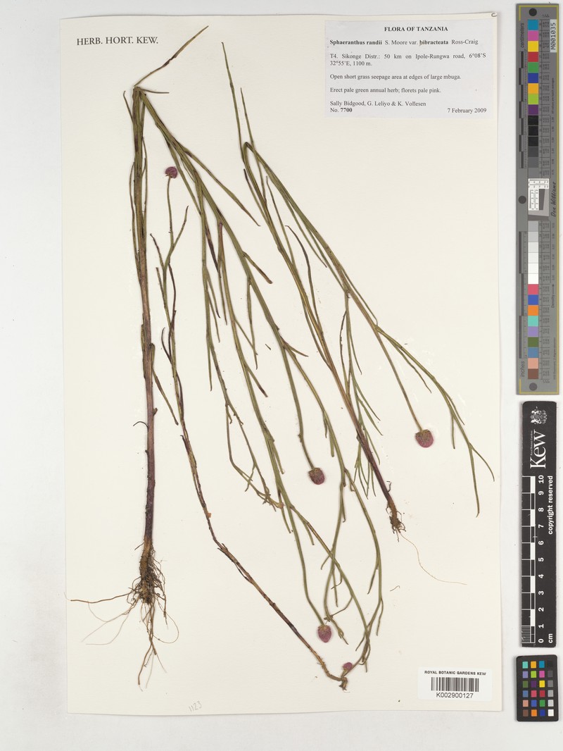 Sphaeranthus randii var. bibracteata