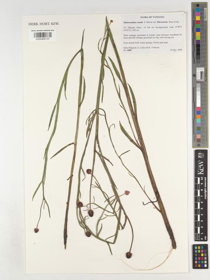 Sphaeranthus randii var. bibracteata photo 2