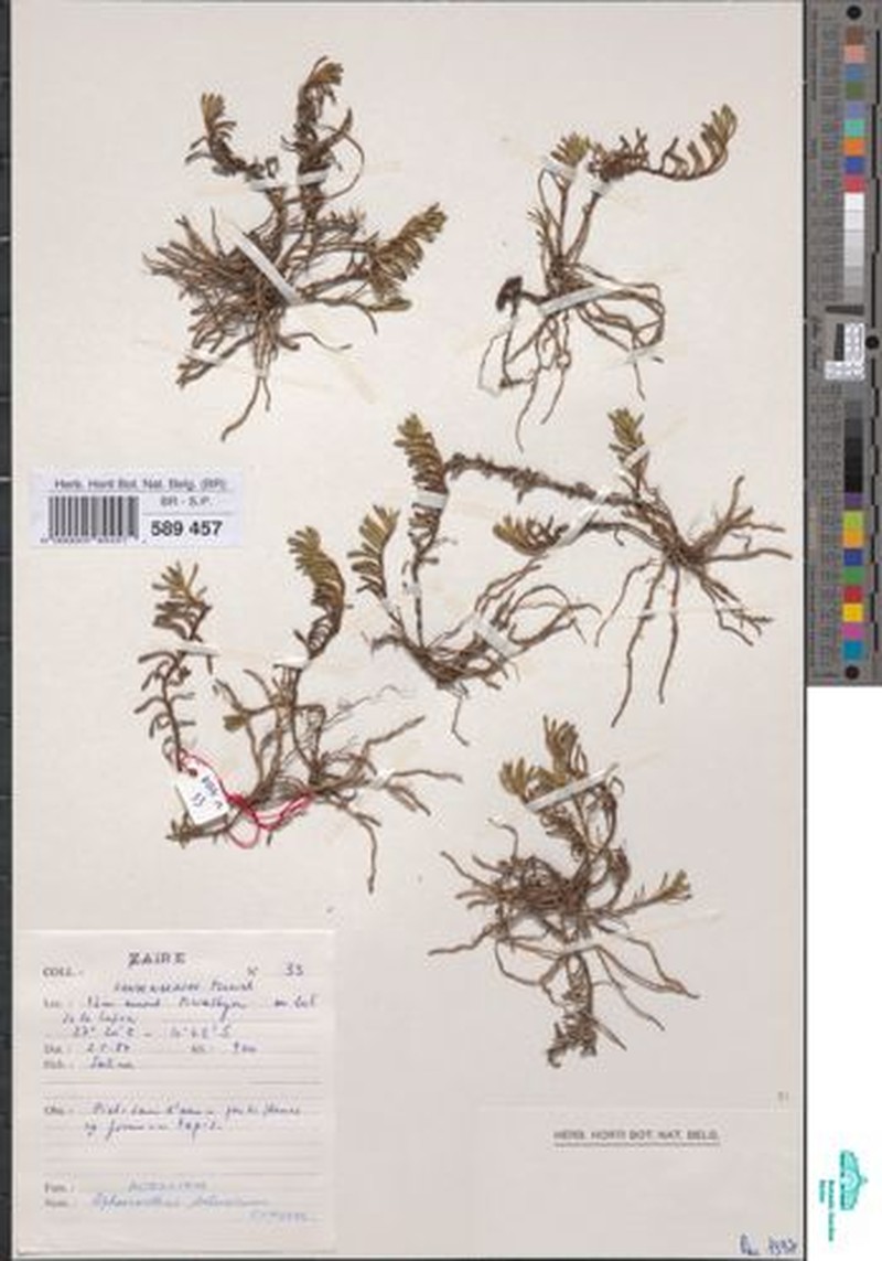 Sphaeranthus salinarum