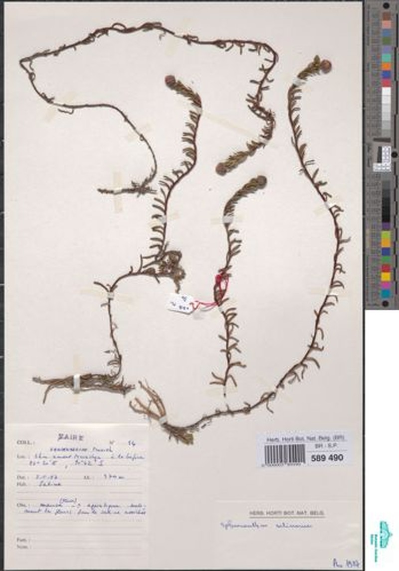 Sphaeranthus salinarum photo 2