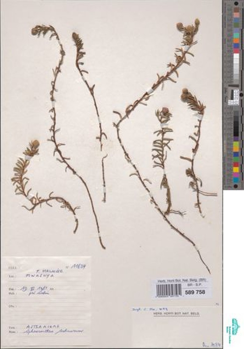 Sphaeranthus salinarum photo 3