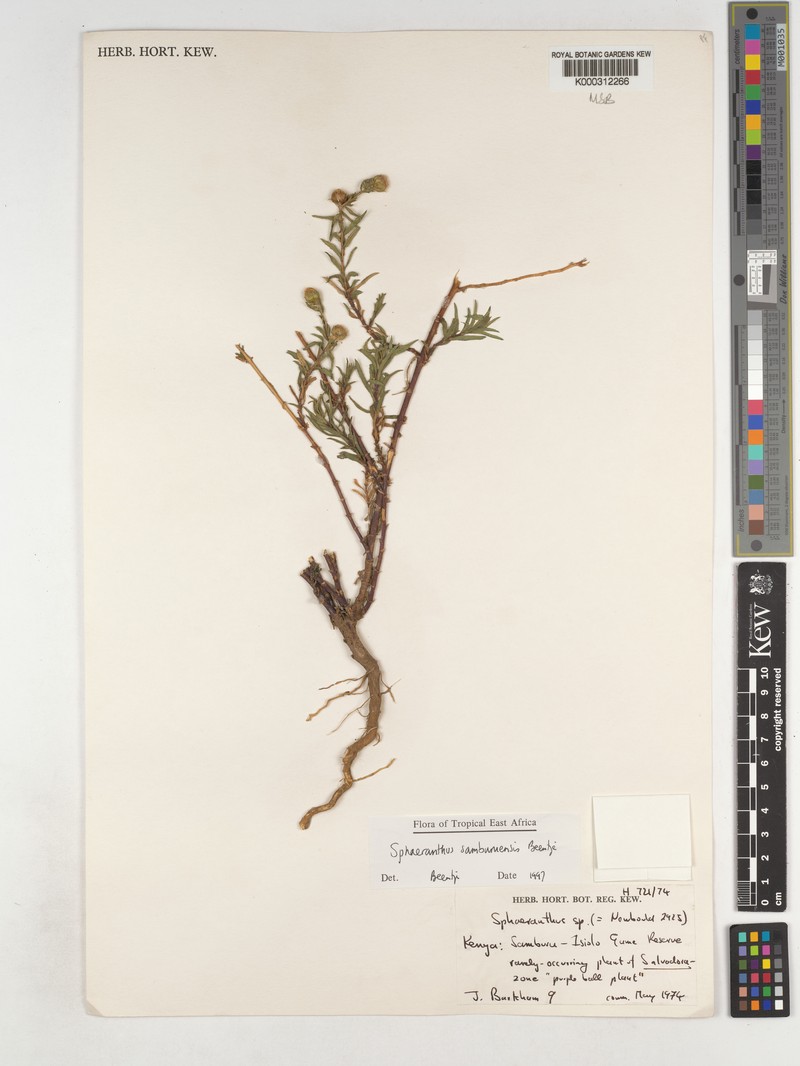 Sphaeranthus samburuensis