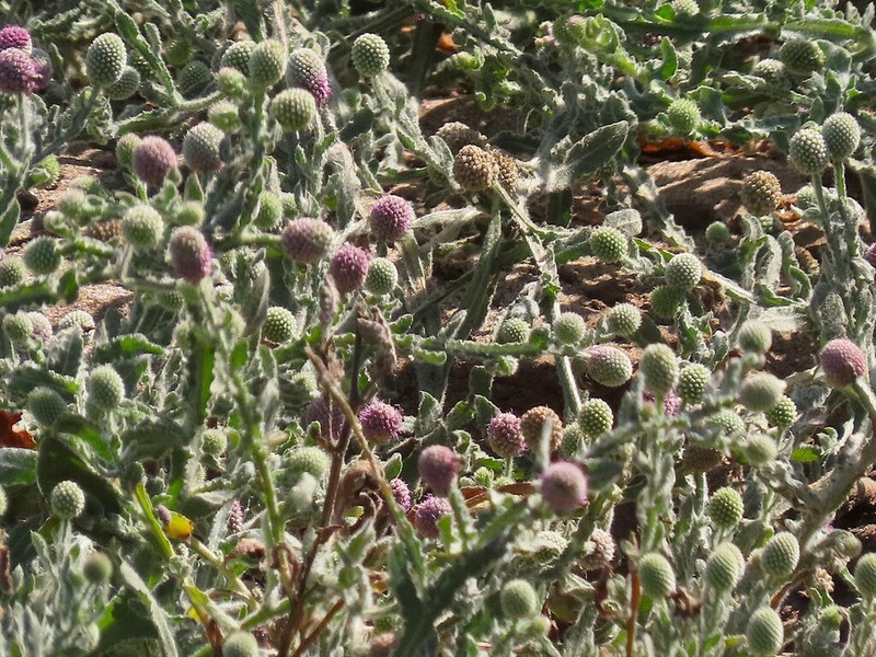 Sphaeranthus senegalensis