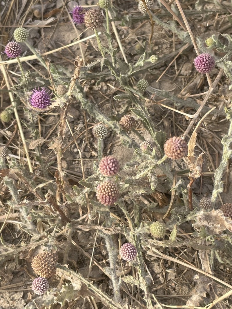 Sphaeranthus senegalensis photo 2