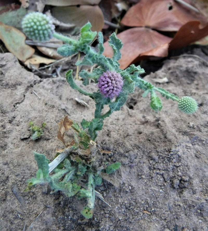 Sphaeranthus senegalensis photo 3