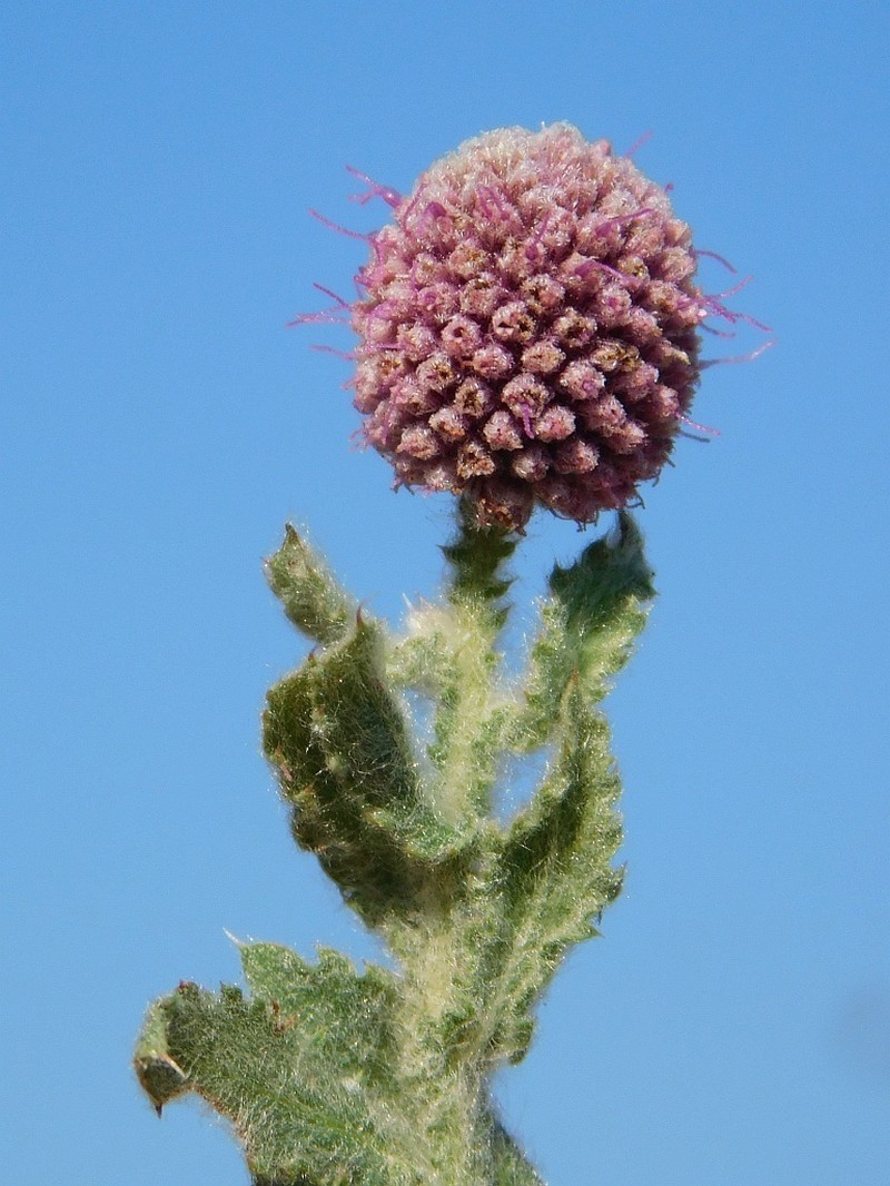Sphaeranthus senegalensis photo 4