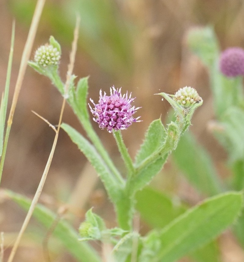 Sphaeranthus senegalensis photo 5