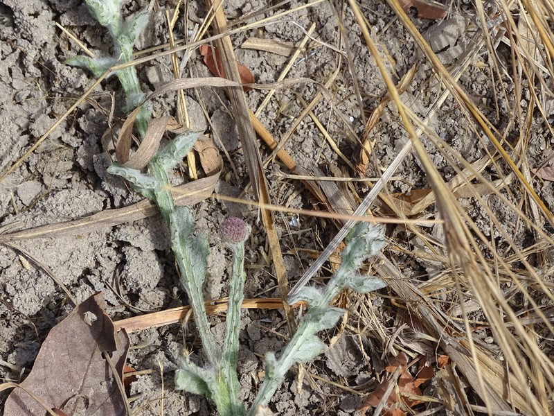 Sphaeranthus senegalensis photo 6