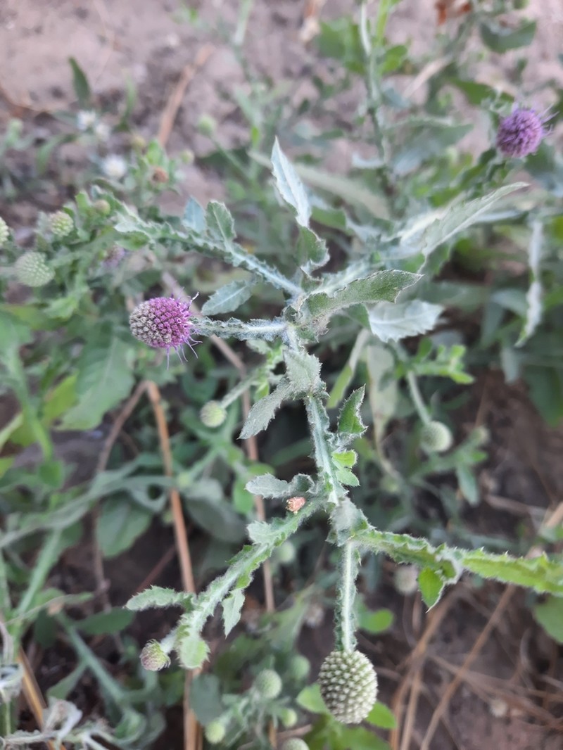 Sphaeranthus senegalensis photo 7