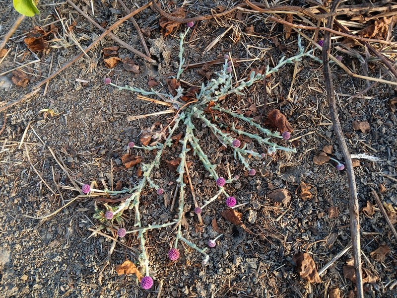 Sphaeranthus senegalensis photo 8