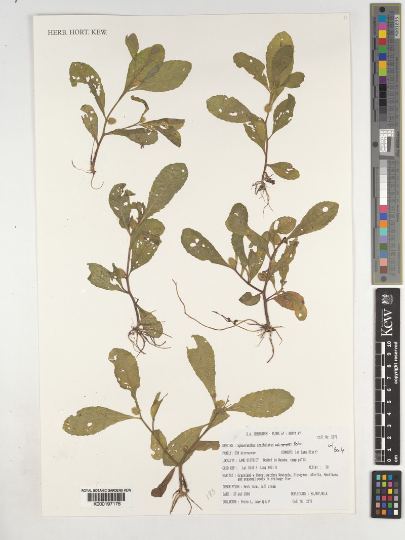 Sphaeranthus spathulatus