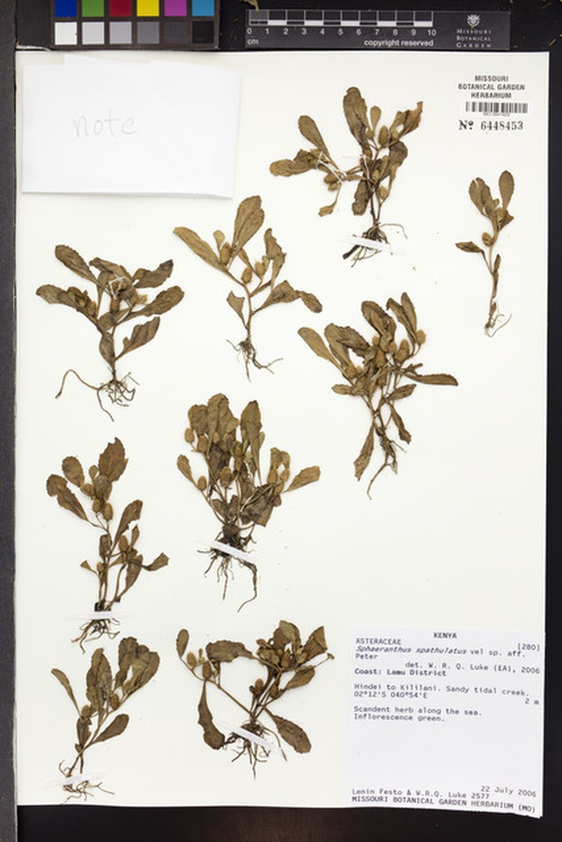 Sphaeranthus spathulatus photo 4