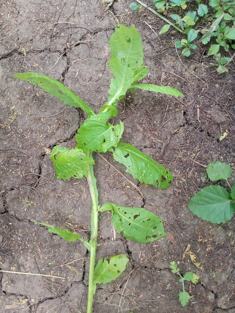 Sphaeranthus steetzii