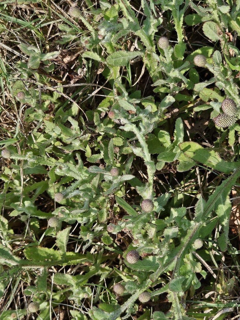 Sphaeranthus steetzii photo 2