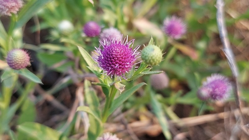 Sphaeranthus steetzii photo 3