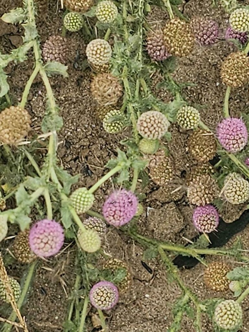 Sphaeranthus steetzii photo 4