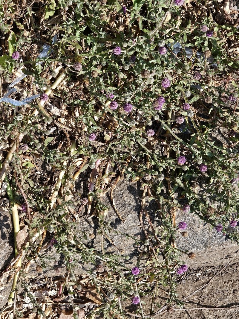 Sphaeranthus steetzii photo 5