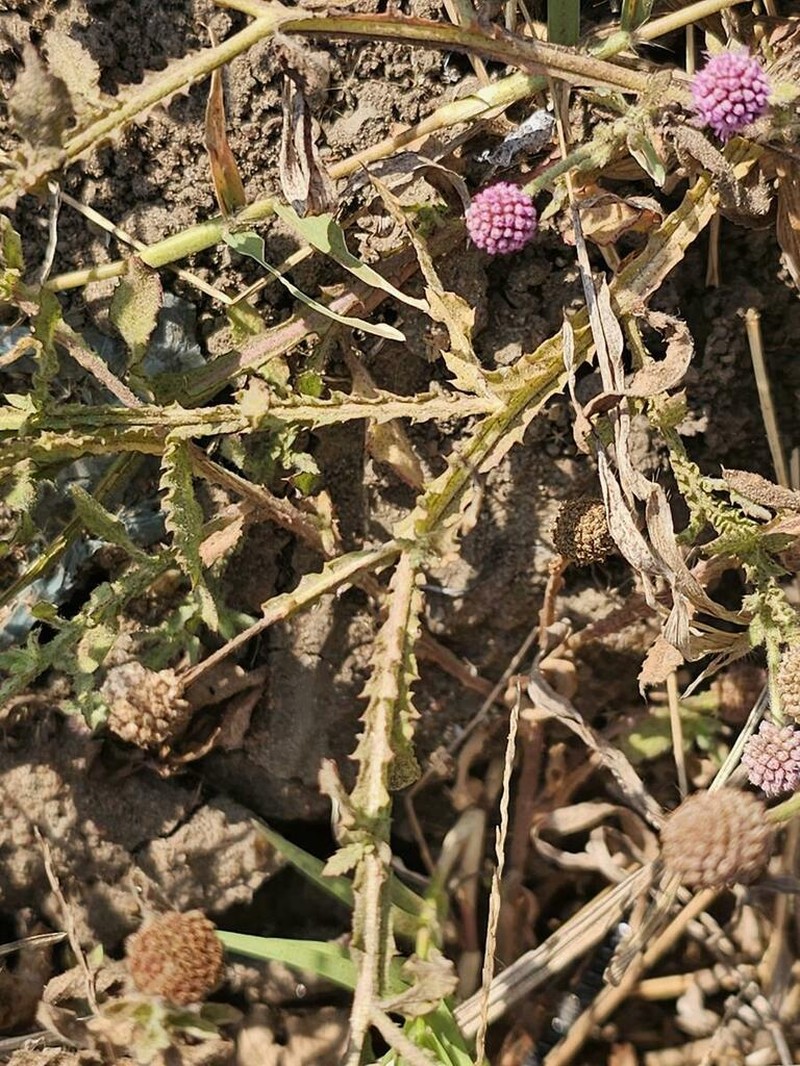 Sphaeranthus steetzii photo 6