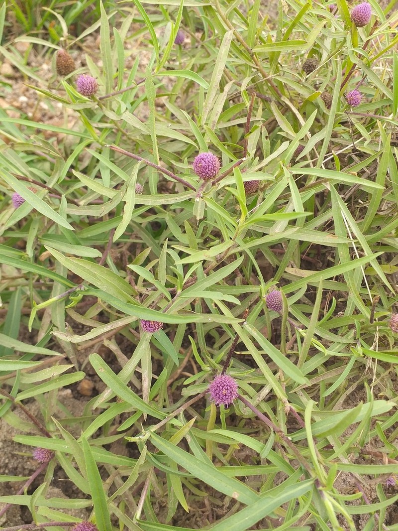 Sphaeranthus steetzii photo 7
