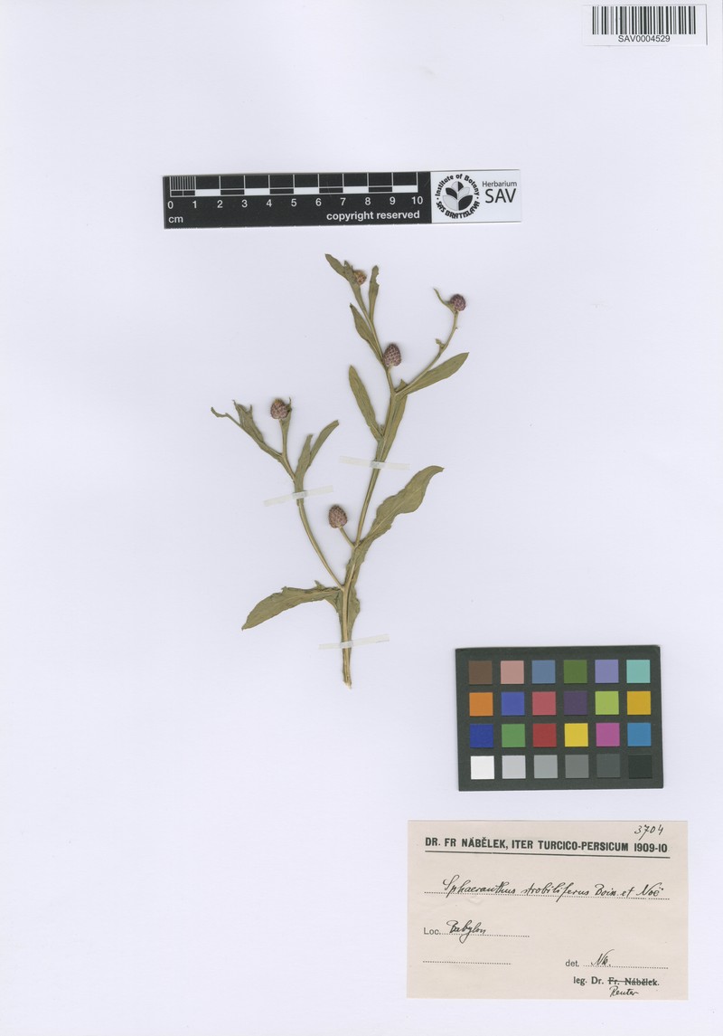 Sphaeranthus strobiliferus
