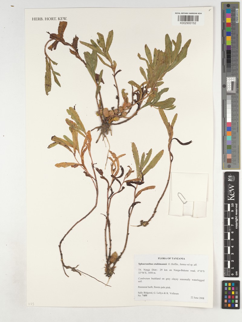 Sphaeranthus stuhlmannii