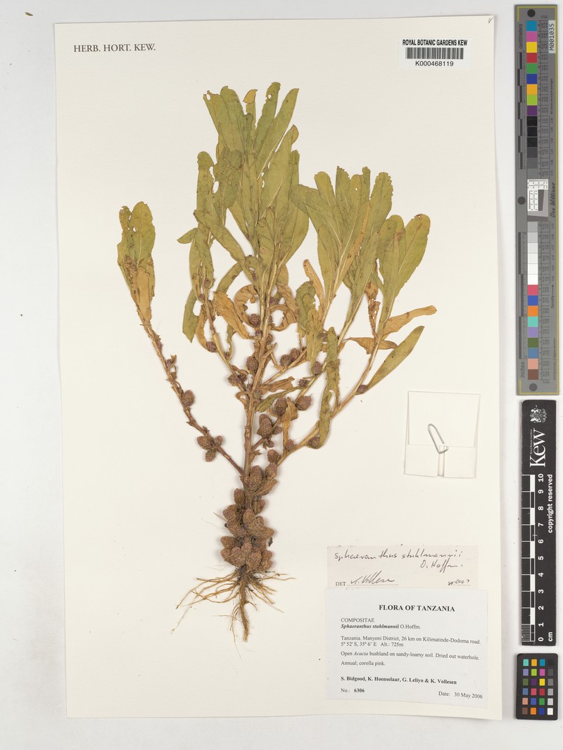 Sphaeranthus stuhlmannii photo 2