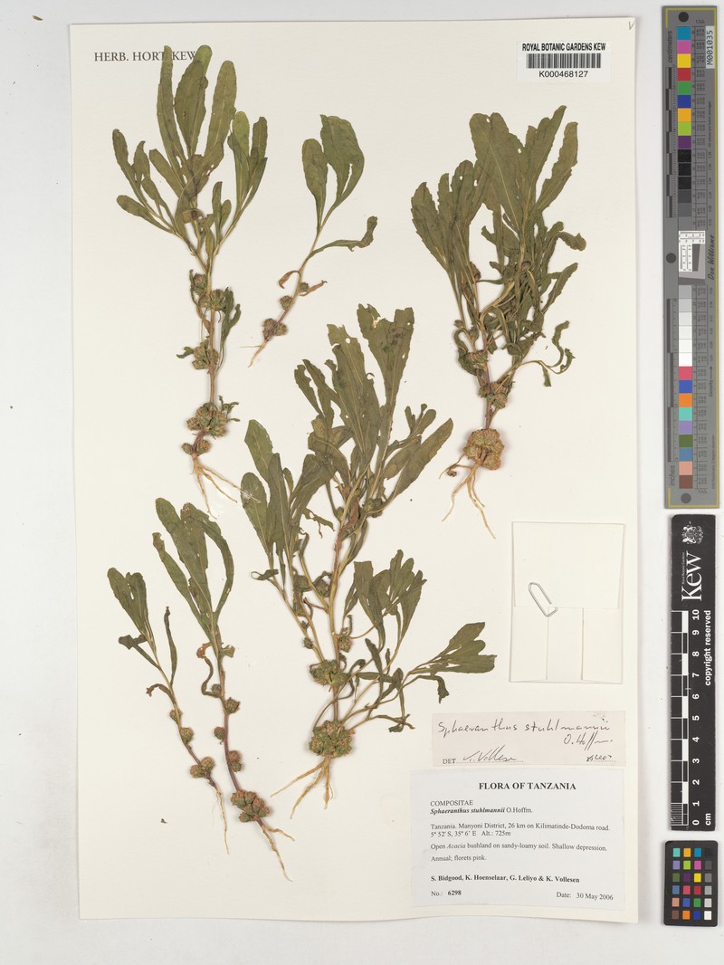 Sphaeranthus stuhlmannii photo 3