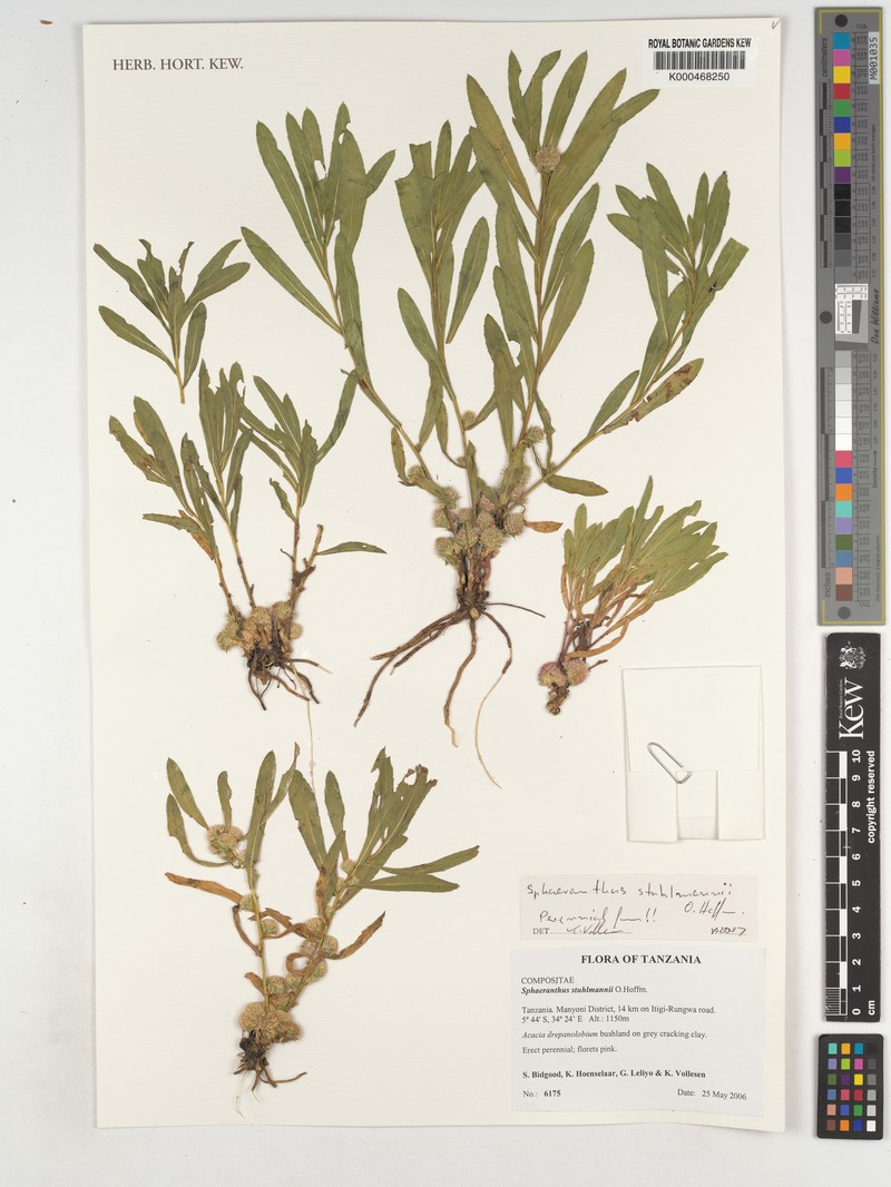 Sphaeranthus stuhlmannii photo 4